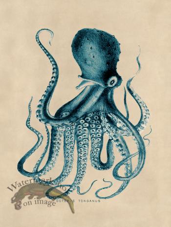 Octopus Teal 09